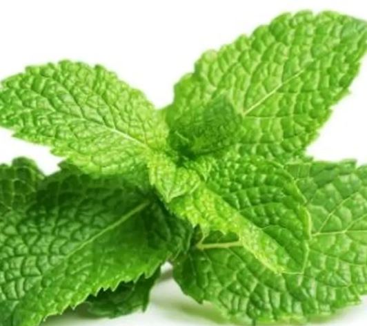 Peppermint Leaf