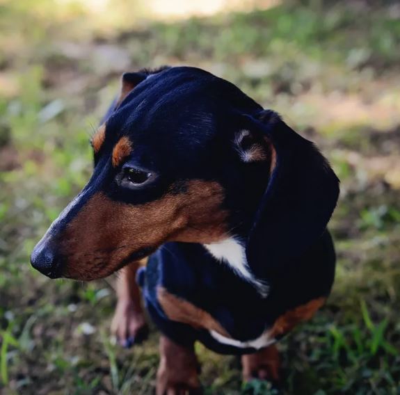 Dachshund