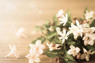 Jasmine Flowers